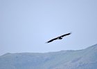 Monniksgier (cinereous vulture) Aegypius monachus - Hustai Nuruu 09-08-2016 (5)